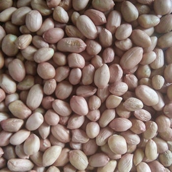 GROUNDNUT