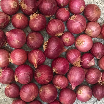 bellary onion1