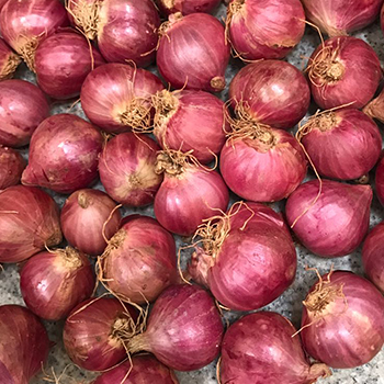 PODISU SHALLOT ONION